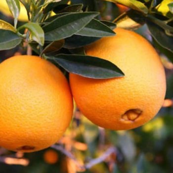Naranja ombligo